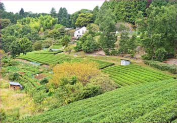 茶畑