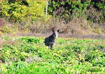 カモシカ