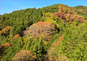 秋の山