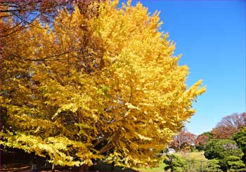 銀杏の黄葉
