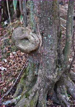木のコブ