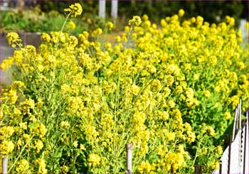 菜の花