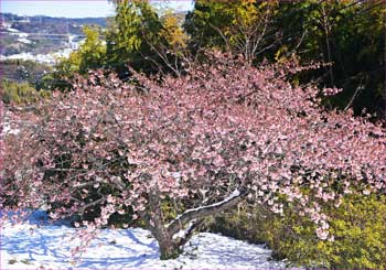 河津桜