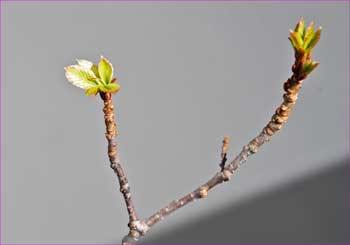 ベランダの芽吹き