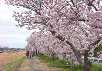 桜満開