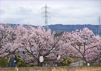 鉄塔と桜