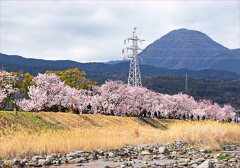 桜と矢倉岳
