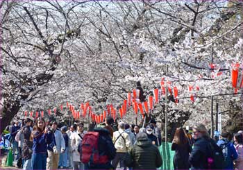 上野花満開