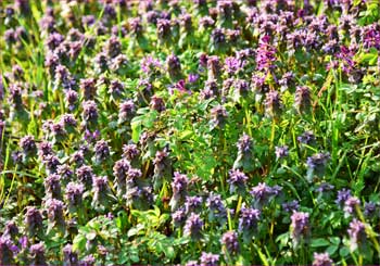 ヒメオドリコソウ