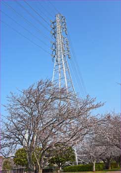 サクラと鉄塔