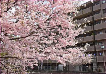 桜満開