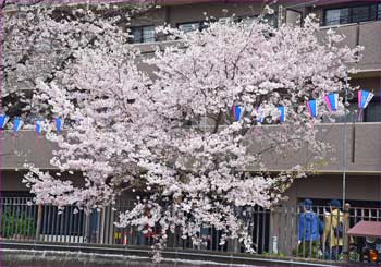 サクラ