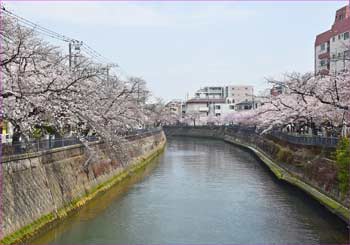 大岡川