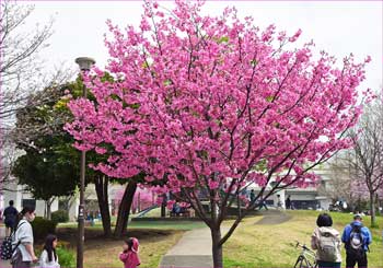 蒔田公園