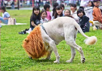 ライオンもどき