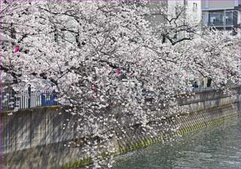 大岡川花見