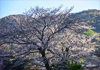 松田の桜