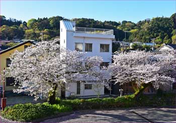 山北桜
