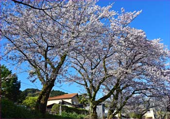 桜