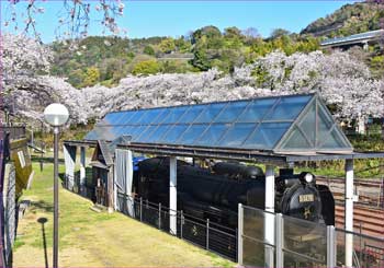 SLと桜