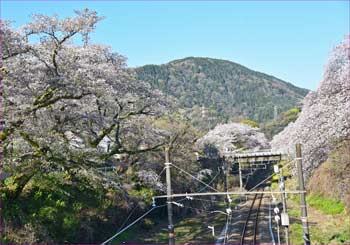 山北の桜