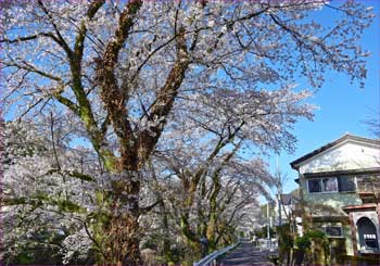 桜