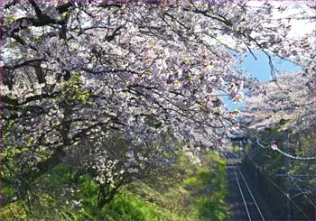 桜
