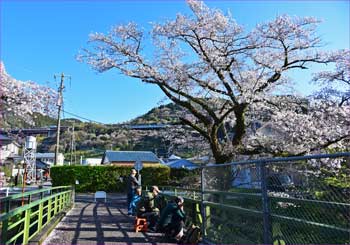 桜