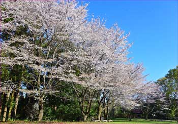 河村城址のサクラ