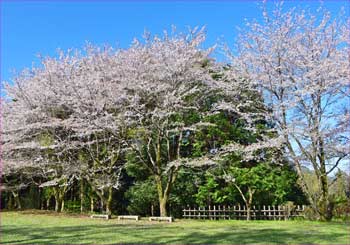 桜並木