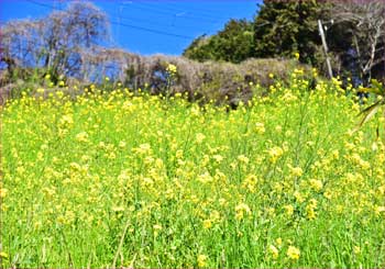 菜の花