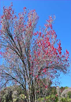 紅花