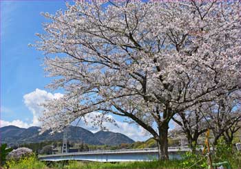 岩流瀬の桜