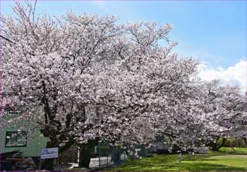 グラウンドの桜