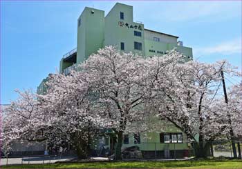 大山豆腐の桜