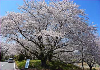 桜満開