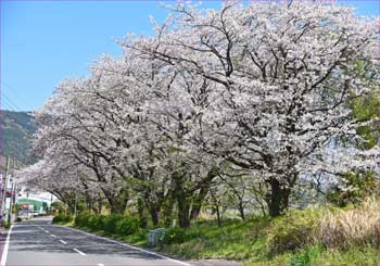 花道