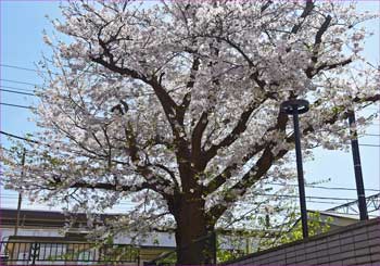 駅桜