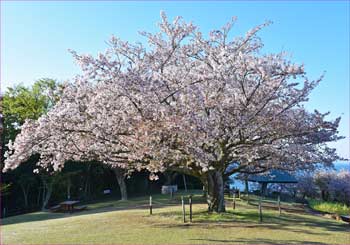 桜