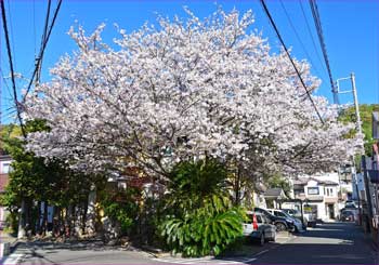 満開の