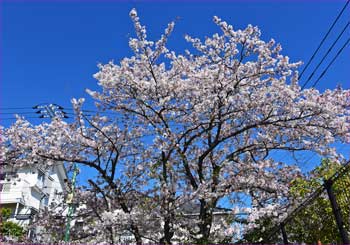 公園の