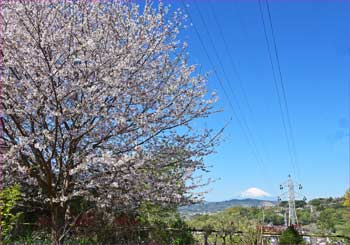 桜と鉄塔