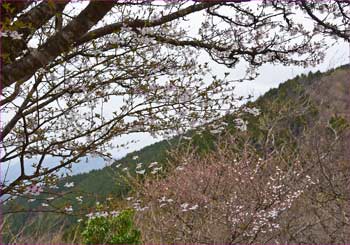 山桜