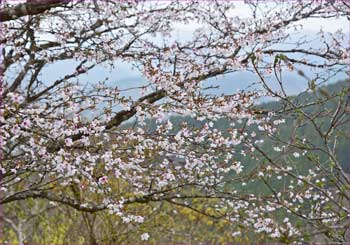 山桜