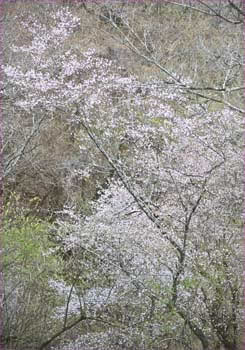 山桜