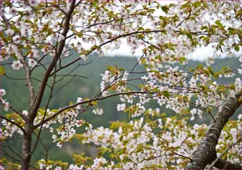 山桜