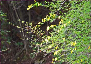 ヤマブキ