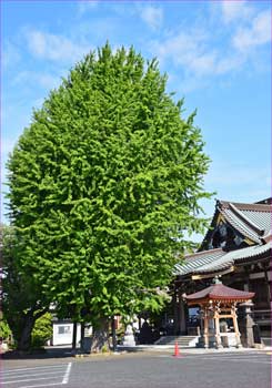 妙善寺の大銀杏