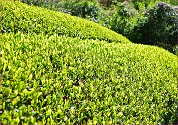 お茶新芽
