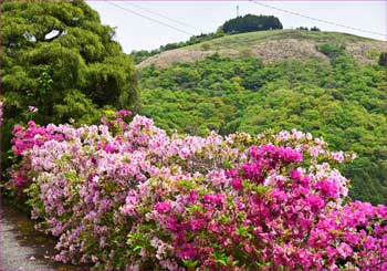 大野山